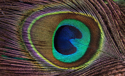 blue and green peacock feather thumbnail