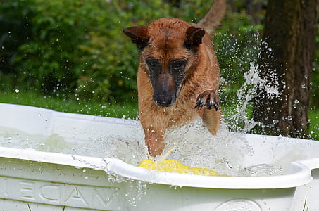 tan Belgian malinois on bathtub during daytime thumbnail
