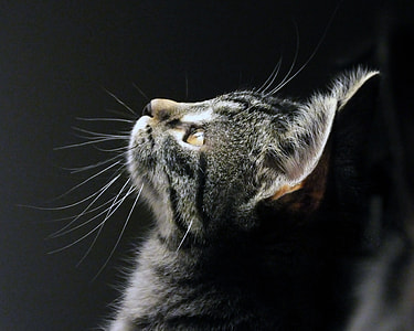 close-up photo of gray tabby cat thumbnail