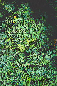 nature, pattern, bush, plant thumbnail