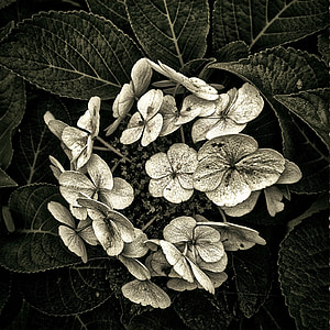 grayscale photo of lace-cup hydrangea flower thumbnail