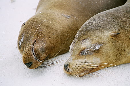 sea lion lying on white sand thumbnail