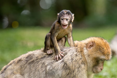 shallow focus photography of two chimpanzees thumbnail