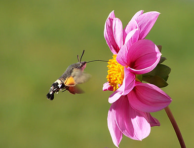 brown and black hummingbird moth in flight near pink petaled flower in closeup photo thumbnail