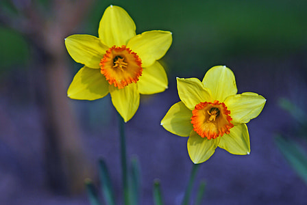 two yellow-and-orange petaled flowers thumbnail