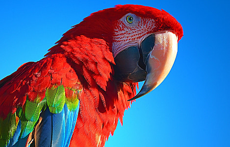 closeup photography of scarlet macaw thumbnail
