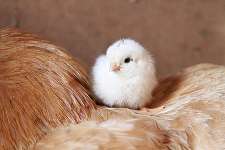 photo of chick on hen thumbnail