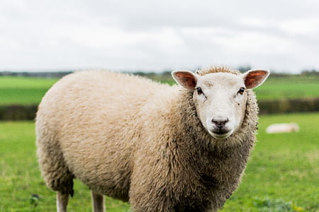 brown sheep standing on green grass field thumbnail