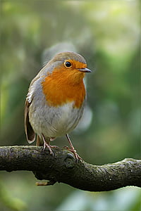 orange and brown bird photo thumbnail