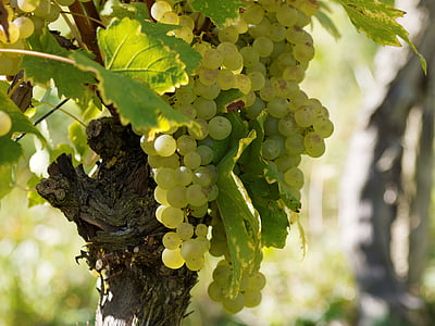 selective focus photo of white grapes thumbnail