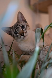 brown tabby kitten near green leafed plant thumbnail