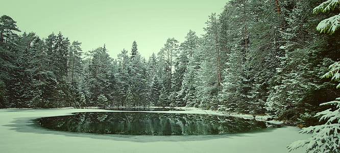 Photo Of Pine Trees thumbnail