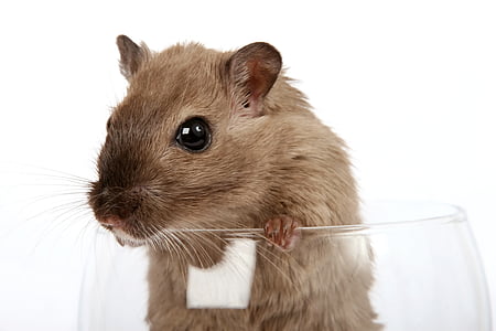 brown mouse on glass bowl thumbnail