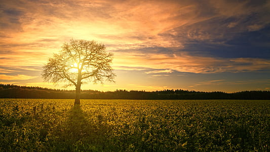 bare tree in the middle of sunflower field thumbnail