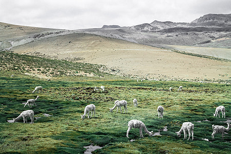 Llama grazing on the grass in the landscape in Colca, Peru thumbnail