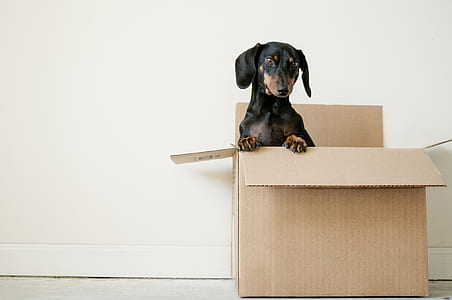 adult mahogany dachshund on box thumbnail