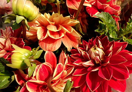 red and green flowers thumbnail