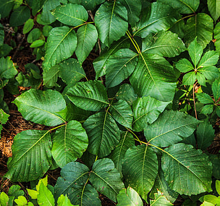 Poison Ivy, Toxicodendron Radicans thumbnail