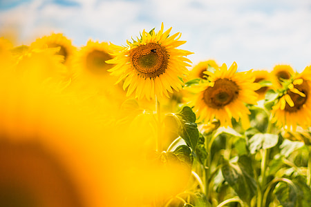 Another Colorful Sunflower Field thumbnail