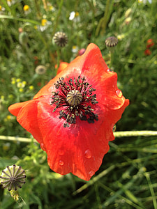 Red Flower, Klatschmohn thumbnail