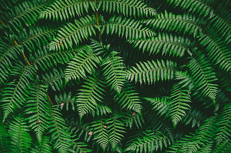 green leafed plant thumbnail