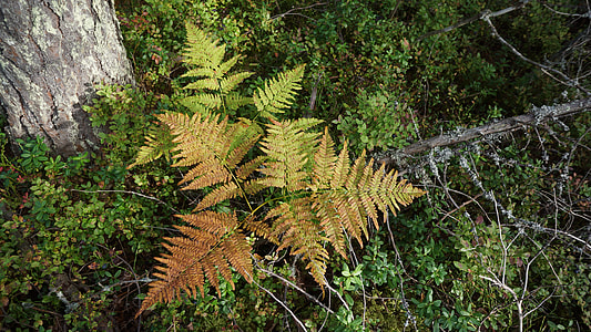 Fern, The Underbrush thumbnail
