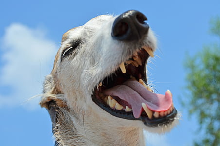 close up photography of dog thumbnail