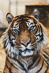 selective focus photography of tiger thumbnail