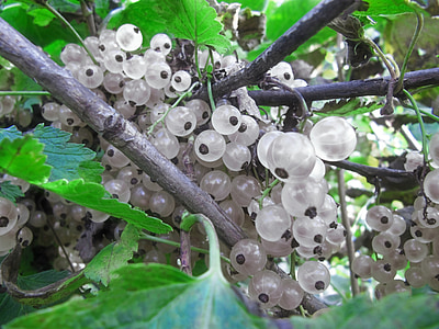 closeup photography of white currant fruits thumbnail