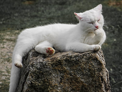 white cat licking paw lying on brown stone thumbnail