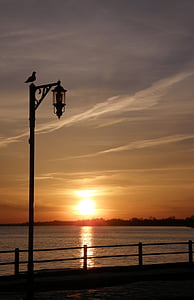 bird perched on top of lamppost near water at sunset thumbnail