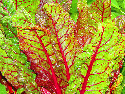 green and maroon vegetable leaves thumbnail