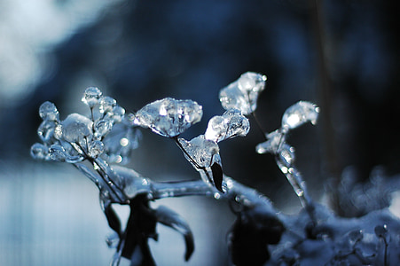 frost on leaves macro photography thumbnail