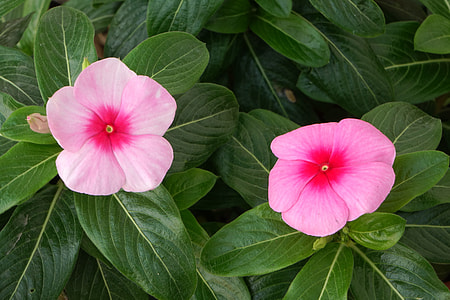 Spring Every Day, Day Flowers thumbnail