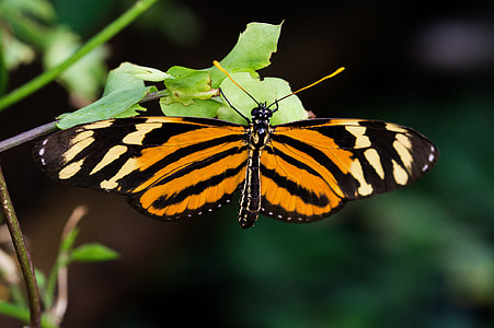 yellow, black and white long winged butterfly thumbnail