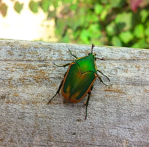 green and brown beetle on gray wooden surface thumbnail