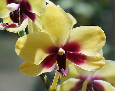 Hybrid Phalaenopsis Close-Up thumbnail