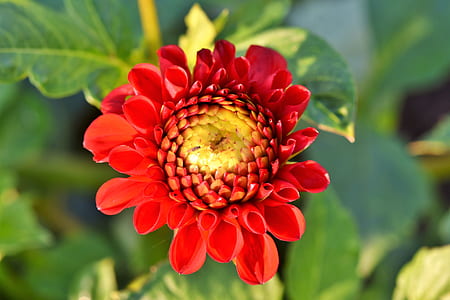 close-up photography of red petaled flower thumbnail