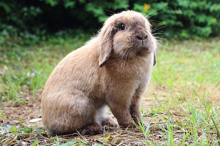 selective focus photo of brown rabbit thumbnail