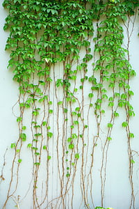green leaf plant thumbnail