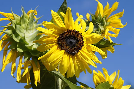 sunflowers blooms at daytime thumbnail