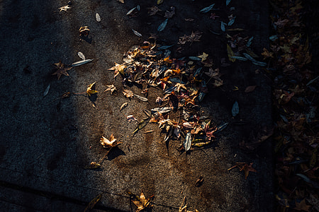pile of dried leaves on ground thumbnail