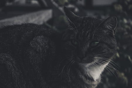 black and white tabby cat looking to the right thumbnail