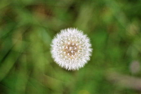 white dandelion thumbnail