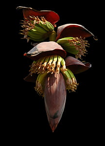 banana blossom photo thumbnail