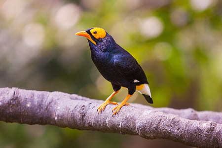 perched black and yellow bird thumbnail