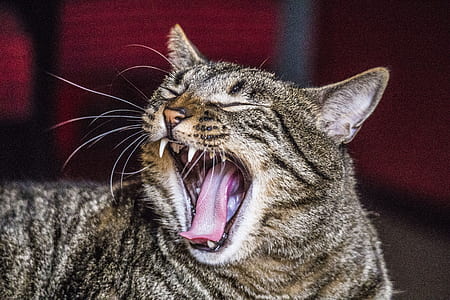 brown tabby cat on focus photo thumbnail