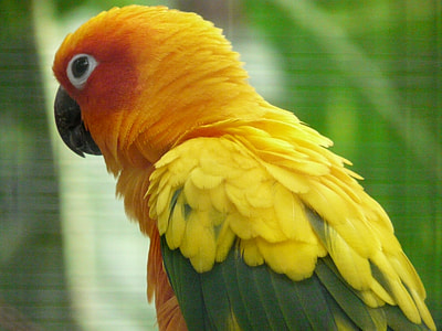 Sun Parakeet, Parrot thumbnail