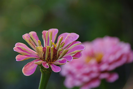 tilt shift lens photography of pink flower thumbnail