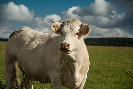 selective focus photo of white cow on green grass field thumbnail